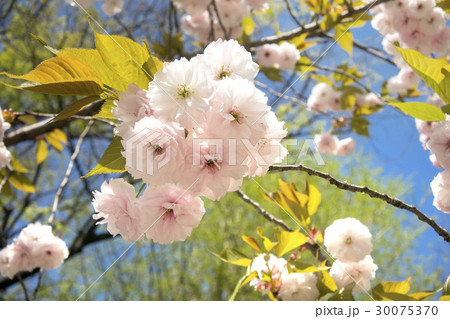 フゲンゾウ 30075370