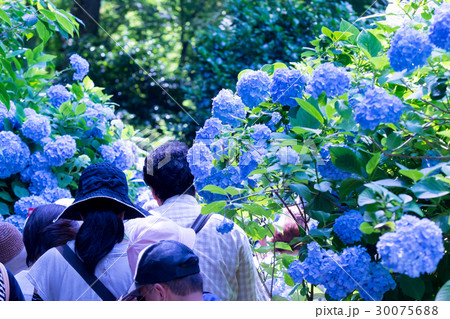 アジサイ　紫陽花　あじさい　梅雨時期　観光客　鎌倉 30075688