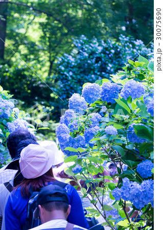 アジサイ　紫陽花　あじさい　梅雨時期　観光客　鎌倉 30075690
