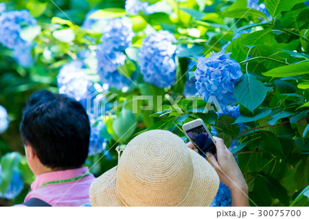 アジサイ　紫陽花　あじさい　梅雨時期　観光客　鎌倉 30075700