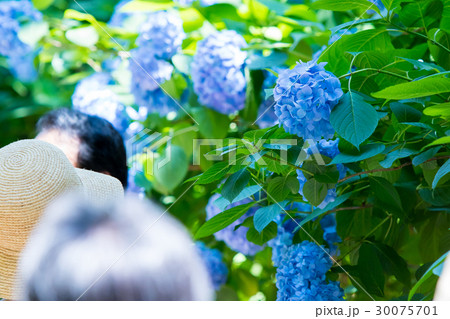 アジサイ　紫陽花　あじさい　梅雨時期　観光客　鎌倉 30075701