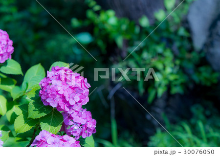 アジサイ 紫陽花 あじさい 梅雨時期 アジサイ 紫陽花 あじさい 梅雨時期 30076050