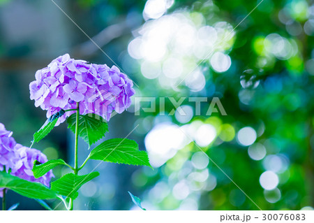 アジサイ 紫陽花 あじさい 梅雨時期の写真素材