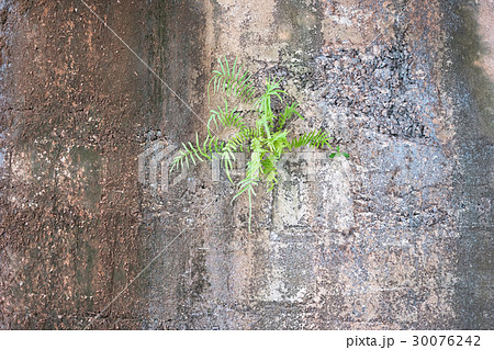 Appearance mountain fern stuck on cliff.Natural Appearance mountain fern stuck on cliff.Natural 30076242