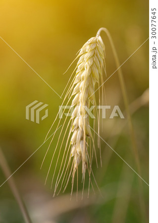 Wheat field 30077645