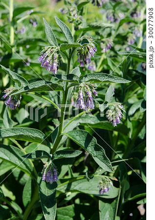 コンフリー 30077908