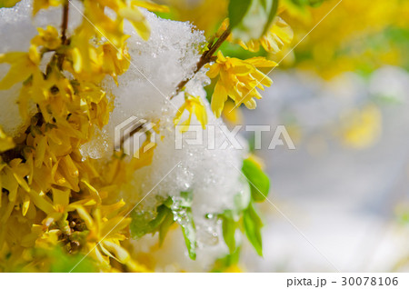 Blooming Border Forsythia after snowfall Blooming Border Forsythia after snowfall 30078106