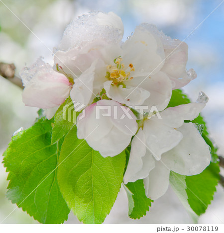 Apple blossom, blooming apple tree Apple blossom, blooming apple tree 30078119
