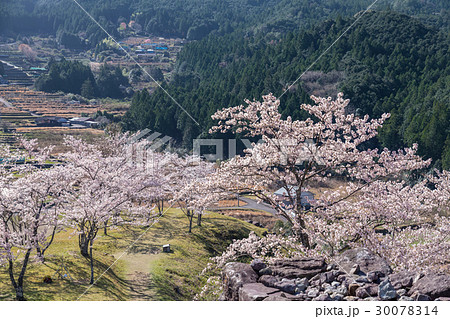 春の赤木城跡 春の赤木城跡 30078314