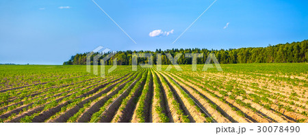 rural landscape with a potato field 30078490
