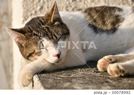陽だまりで眠る猫 陽だまりで眠る猫 30078992