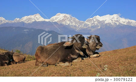 Water buffalo babies and Manaslu range 30079122