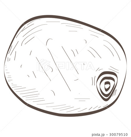 Isolated outline of a kiwi Isolated outline of a kiwi 30079510