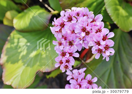 ヒマラヤユキノシタ ヒマラヤユキノシタ 30079779