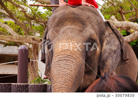 優しい目をしたインド象の写真素材