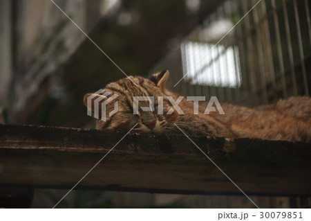 アムールヤマネコの寝顔 30079851