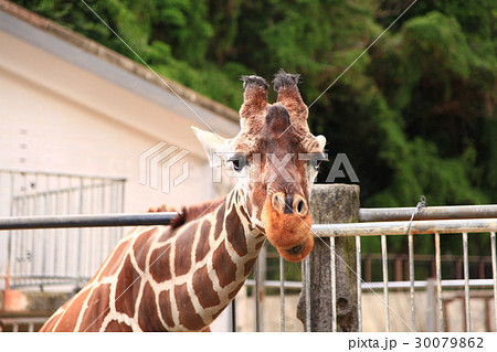 アミメキリンの愛くるしい眼差し アミメキリンの愛くるしい眼差し 30079862