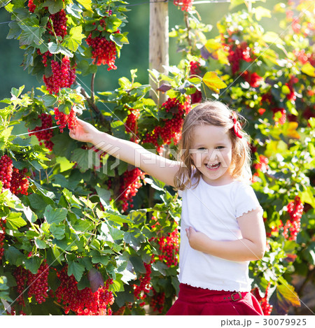 Little girl picking red currant in the garden Little girl picking red currant in the garden 30079925