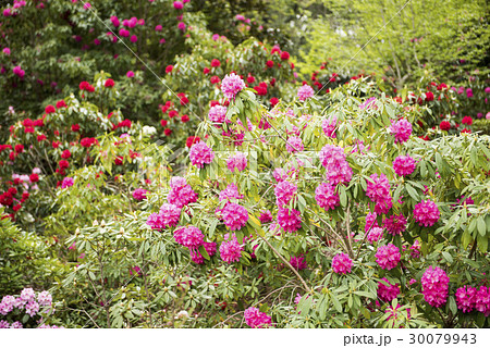 しゃくなげ 30079943