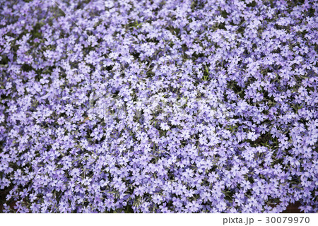 芝桜 芝桜 30079970