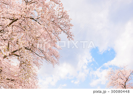 桜の花 ハート形の雲 日本の象徴的な花木 の写真素材