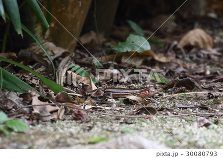 生き物　爬虫類　キシノウエトカゲ、人家近くの藪から出てきました。もう少しで一人前でしょうか 30080793