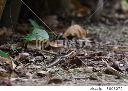 生き物　爬虫類　キシノウエトカゲ、八重山諸島、宮古諸島で出会える日本固有種です 30080794