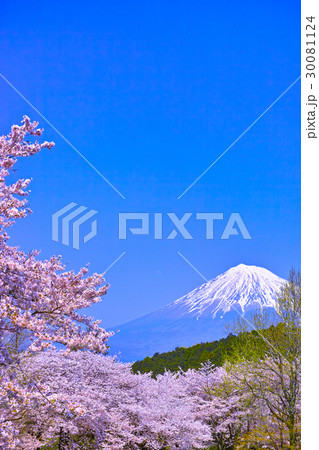 富士市　満開の桜咲く岩本山から見た富士山 30081124