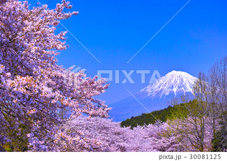 富士市 満開の桜咲く岩本山から見た富士山 富士市 満開の桜咲く岩本山から見た富士山 30081125