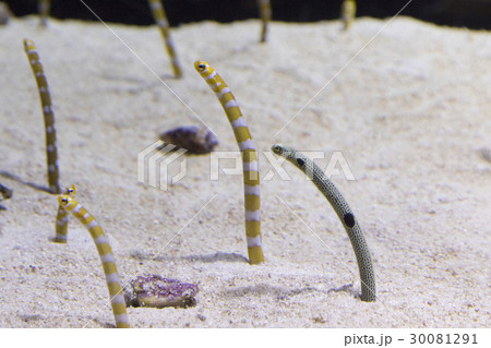 チンアナゴとニシキアナゴ 30081291