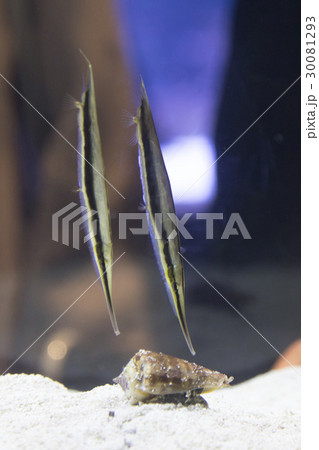 ヘコアユ 30081293