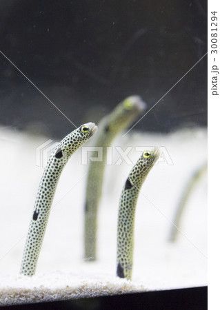 チンアナゴ 30081294