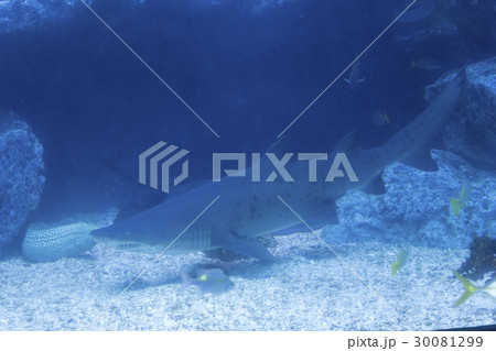 シロワニ 30081299