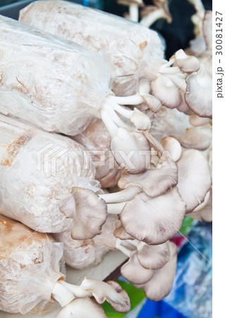 mushrooms growing in the farm mushrooms growing in the farm 30081427