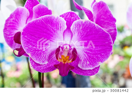 Purple orchid Purple orchid 30081442