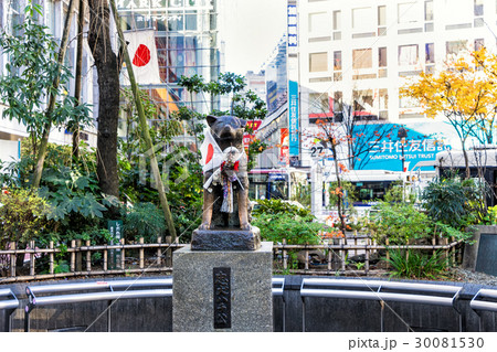 hijiko statue at shibuya station hijiko statue at shibuya station 30081530