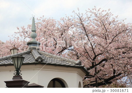 大阪造幣局桜通り抜け 30081671