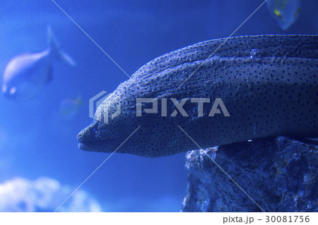 ニセゴイシウツボ 30081756