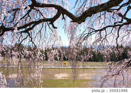 枝垂れ桜 伊那市田園より甲斐駒ケ岳を望む 枝垂れ桜 伊那市田園より甲斐駒ケ岳を望む 30081986