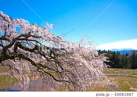 枝垂れ桜 伊那市田園より仙丈ケ岳を望む 枝垂れ桜 伊那市田園より仙丈ケ岳を望む 30081987