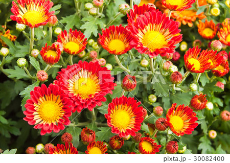 Plant of red flower Plant of red flower 30082400
