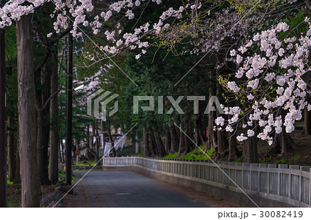 日本の春 富士御室浅間神社の桜 日本の春 富士御室浅間神社の桜 30082419