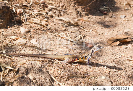 iguana of Thailand on ground in the jungle iguana of Thailand on ground in the jungle 30082523