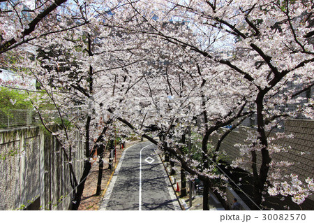 六本木アークヒルズの桜 30082570