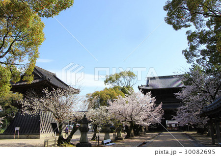 大樹寺の桜 30082695