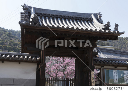 法宣寺の山門と桜 30082734