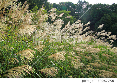 初秋のススキ群生地 只見町 初秋のススキ群生地 只見町 30082756