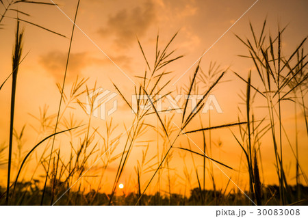 native grasses at sunset 30083008