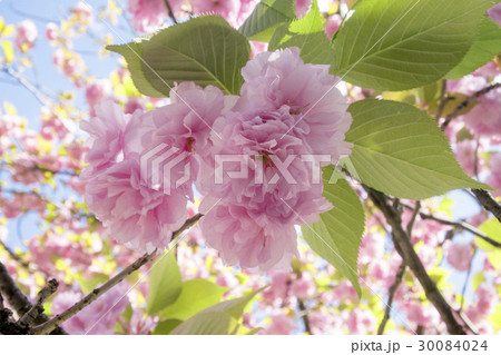 カンザン 30084024