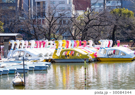 上野不忍池 30084344